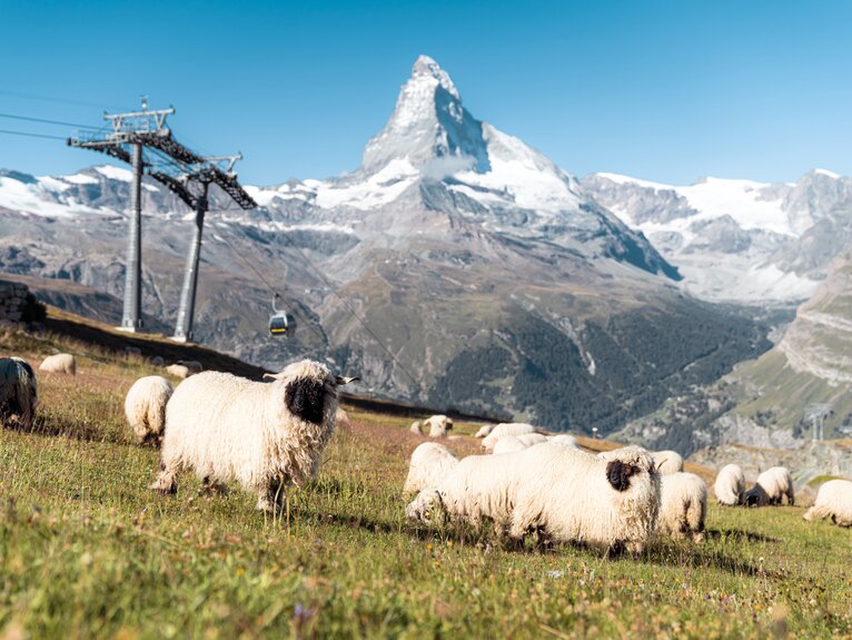 Un troupeau de moutons à nez noir paît sur Blauherd et derrière lui, le Cervin resplendit.  | © Basic Home Production